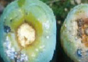 Persimmon_Insects_01